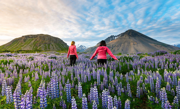 Two female tourists walk through a field of lupines towards the volcano mountains in the distance at sunset on a sunny summer evening; Iceland