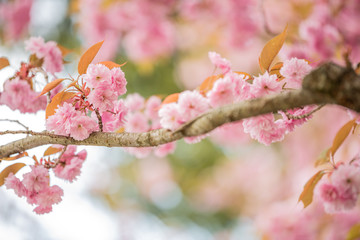Cherry blossom tree branches and flowers with soft focus and shallow depth of field. Natural background in pink and white pastel colors with copy space. Sakura season in april