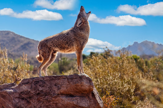 Howling Wolf (canis lupus); Tuscon, Arizona, United States of America