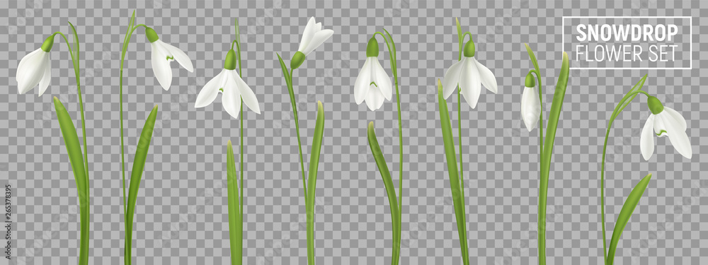 Poster Snowdrop Realistic Flowers Set