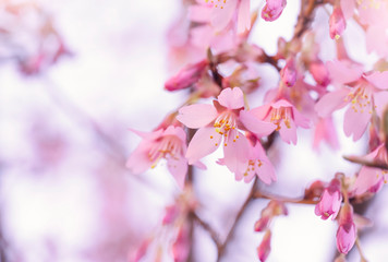 Beautiful pink cherry blossom with soft focus  in spring time, Selective focus of Sakura blooming  on sunny day, Spring flowering branches without leaves