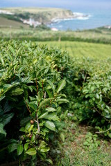 Fototapeta na wymiar Tee Plantage auf den Azoren