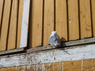 Seagull nesting in a window frame of rorbuer hut in Nusfjord, Lofoten Islands, Norway