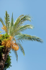 Date Palm with exotic fruits