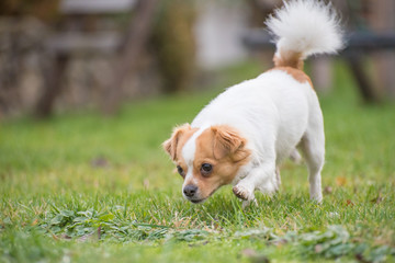 White brown longhair chihuahua sniffing around in the grass in the garden