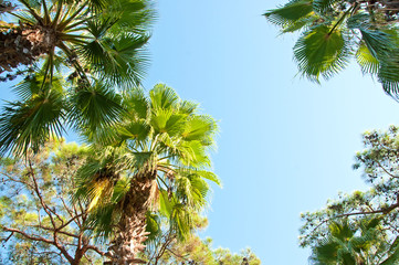 Palms on blue sky background