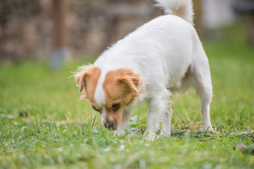 White brown longhair chihuahua sniffing around in the grass in the garden