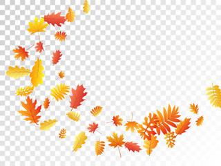 Oak, maple, wild ash rowan leaves vector, autumn foliage on transparent background.