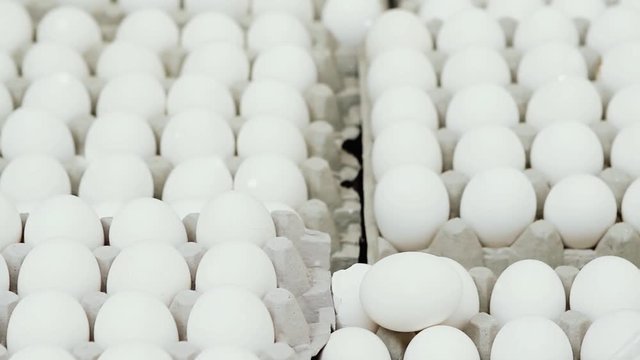 Many Eggs In Egg Cartons, Zoom In. 