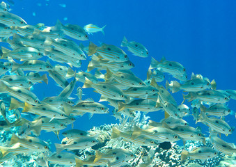 School of bluestripe snapper fish, bluestripe sea perch or blue-line snapper ( Lutjanus kasmira) and friends upon corals of Kri, Raja Ampat