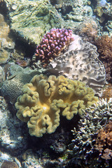 Coral garden of Bali, Indonesia