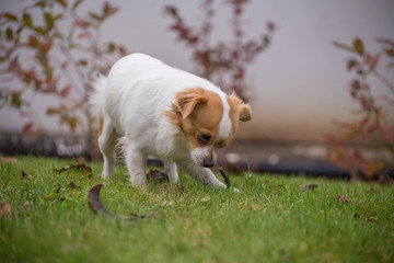 White brown longhair chihuahua playing around with a stick in the garden