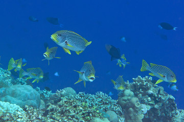 Yellowbanded or diagonal banded sweetlips ( Plectorhinchus lineatus ) and oriental sl. ( Plectorhinchus vittatus ) swimming over coral reef of Bali