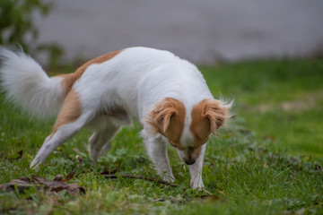 Naklejka na ściany i meble White brown longhair chihuahua playing around with a stick in the garden