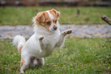 White brown longhair chihuahua playing around with a stick in the garden