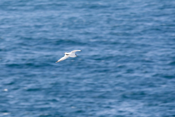 Möwe im Flugan der Irischen Küste