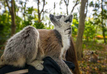 Young girl playing with lemur.