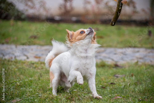 White Brown Longhair Chihuahua Playing Around With A Stick In The