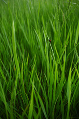 Fototapeta na wymiar Summer grass background