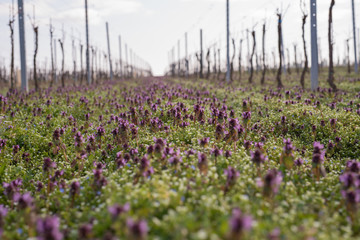 Purple meadow flowers field in the vineyard
