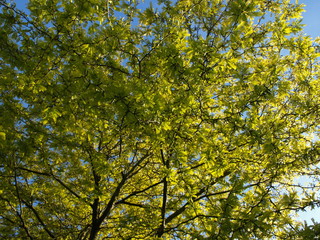 Feuillage de printemps