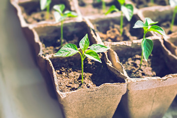 Pepper sprouts in pots on the windowsill, selective focus.