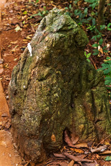 Largest stones in tropical forest