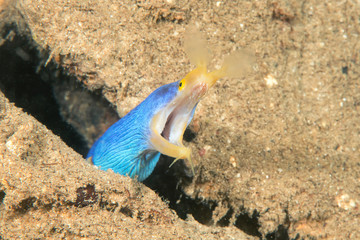 Ribbon moray,  Rhinomuraena quaesita with open mouth between rocks