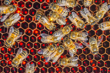 honey bees on honeycomb in apiary 