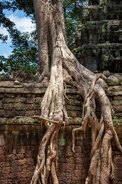 Huge strangler fig trees growwing inside the beautiful Ta Prohm temple, Siem Reap, Cambodia