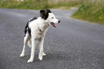 Junger Hund in Irland