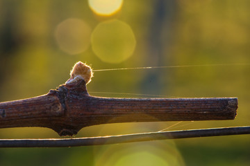 Obraz premium Young grapevine in the vineyard during the sunset. Agriculture in spring. Sun kissed