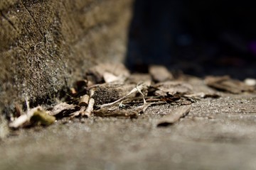 small nature beyond human eyes