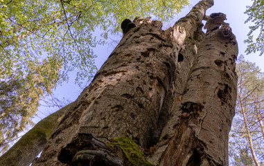 Lebensraum Totholz im Müritz Nationalpark
