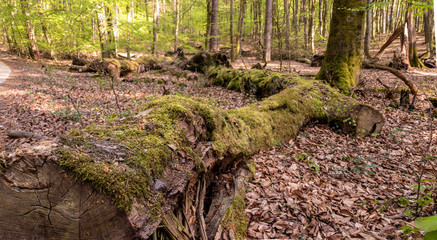 Lebensraum Totholz im Müritz Nationalpark