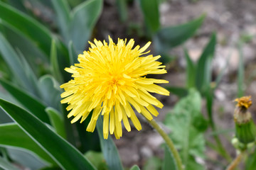 Bright yellow dandelion on the flowerbed
