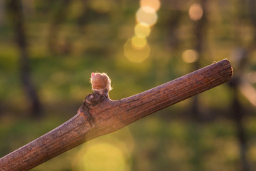 Young grapevine in the vineyard during the sunset. Agriculture in spring. Sun kissed