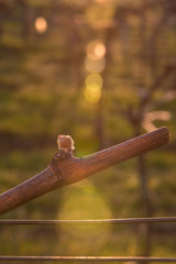 Young grapevine in the vineyard during the sunset. Agriculture in spring. Sun kissed
