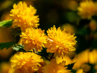 Selective focus on foreground of bright yellow flowers of Japanese kerria or Kerria japonica pleniflora on natural blurred dark green background. Beautiful fluffy yellow blooms on sunny spring day