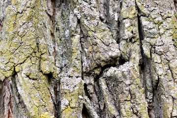 Beautiful bark shape for a nice background.