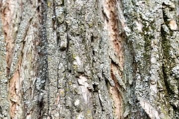 A shot of tree bark to create a background