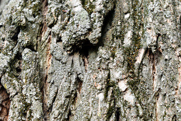 Photo of tree bark for background