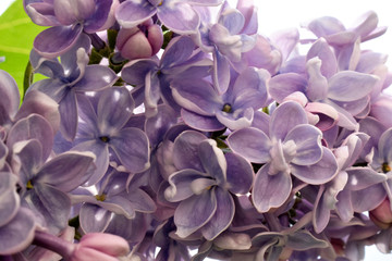 Beautiful branch of lilac illuminated by the rays of the sun