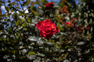 Rosa