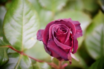 rose au jardin