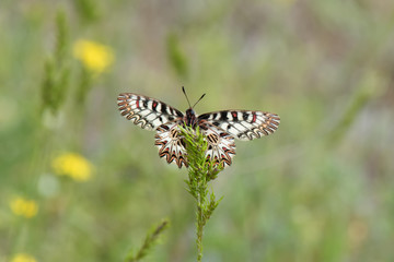 Papilionidae / Güneyli Fisto / / Zerynthia polyxena
