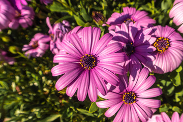 Obraz premium pink purple flowers in the garden