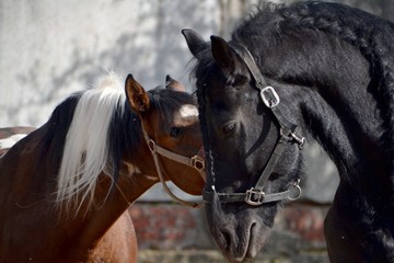 Friesian horse playing with another horse