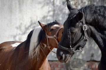Friesian horse and piebald horse on a gray background