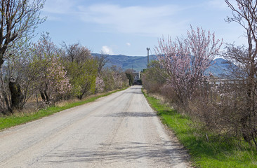Flowering almond trees on the sides of a road. Crimea.